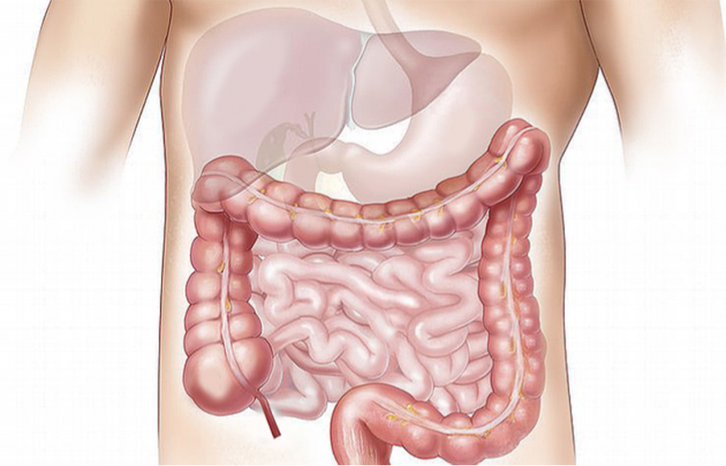 patologia digestiva patologia digestiva